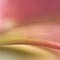Stargazer Lily ketubah by Daniel Sroka