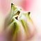 Stargazer Bud ketubah by Daniel Sroka