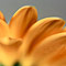 Sun Daisy ketubah by Daniel Sroka