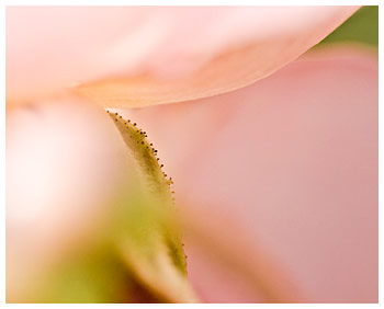 Blush ketubah by Daniel Sroka