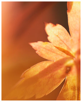 Autumn Gold ketubah by Daniel Sroka