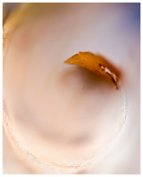 Falling Leaf ketubah by Daniel Sroka