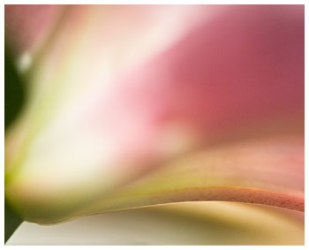 Stargazer Lily ketubah by Daniel Sroka