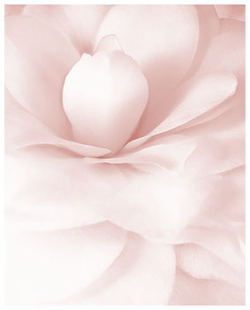 Bloom ketubah by Daniel Sroka