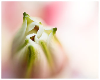 Stargazer Bud ketubah by Daniel Sroka