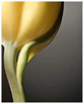 Tulip ketubah by Daniel Sroka