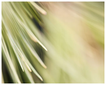 Evergreen ketubah by Daniel Sroka