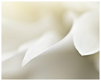 Elegance ketubah by Daniel Sroka