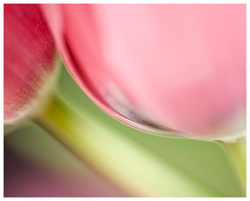 Twin Tulips ketubah by Daniel Sroka