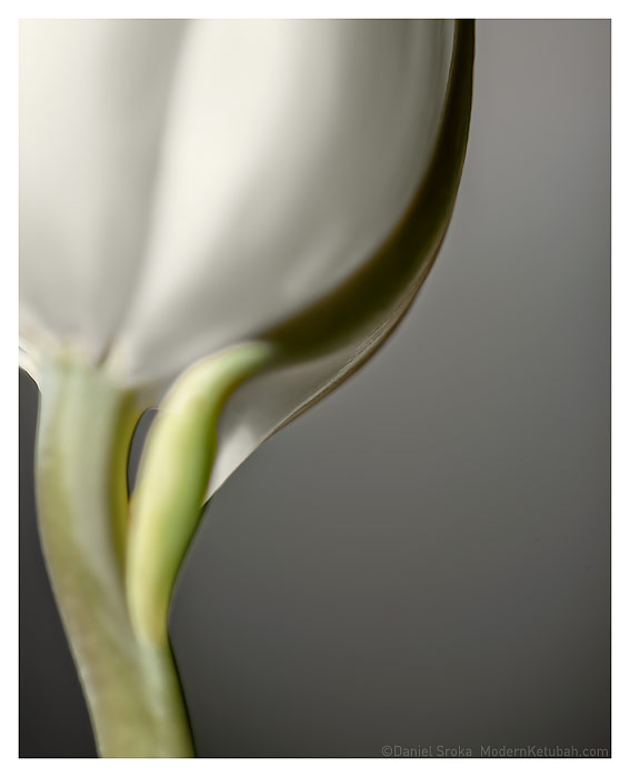 The Tulip fine art print by Daniel Sroka