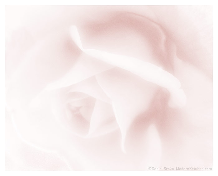 The Soft Rose fine art print by Daniel Sroka