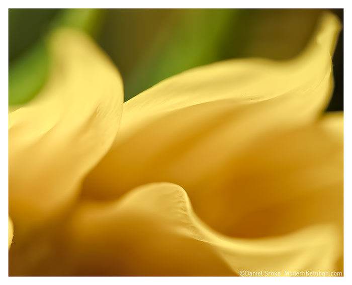 "Sunflower" by Daniel Sroka
