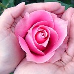 The rose that inspired my ketubahs