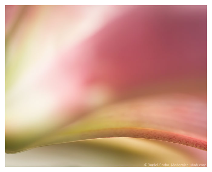 The Stargazer Lily  fine art print by Daniel Sroka