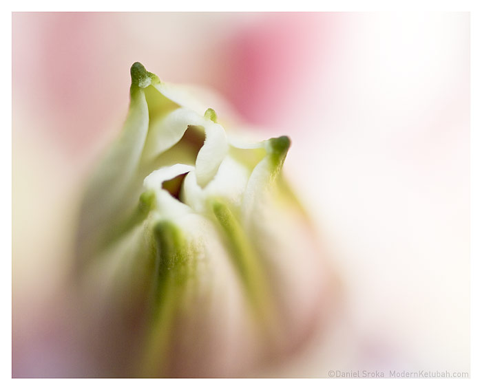 "Stargazer Bud" by Daniel Sroka