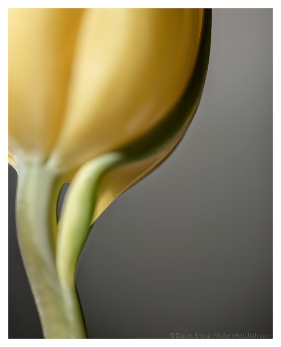 The Tulip fine art print by Daniel Sroka