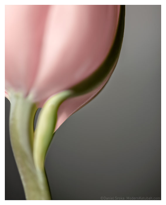 The Tulip fine art print by Daniel Sroka
