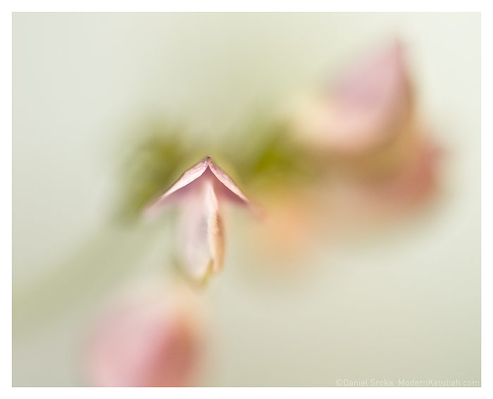 "Wildflower" by Daniel Sroka