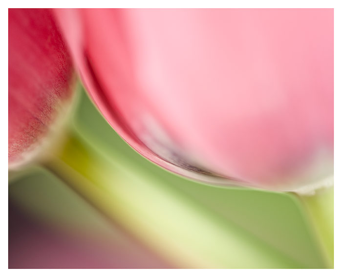 The Twin Tulips  fine art print by Daniel Sroka