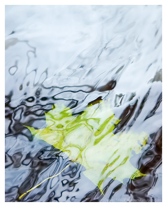The Leaf Water  fine art print by Daniel Sroka
